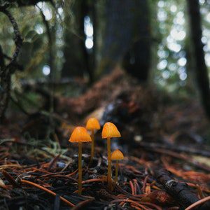 mycelium-network mycelium-network